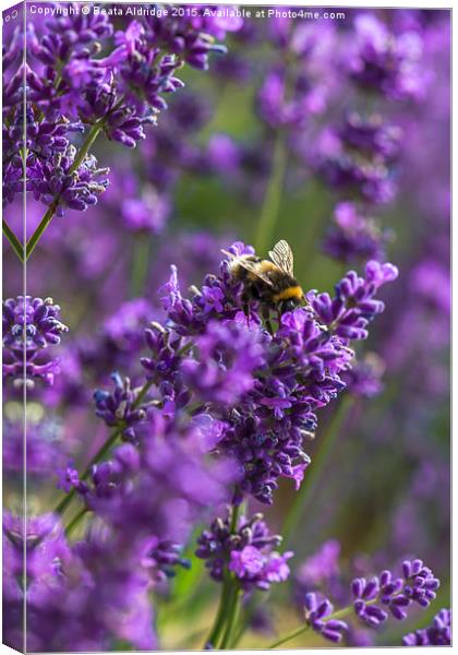 Lavender and bee Canvas Print by Beata Aldridge