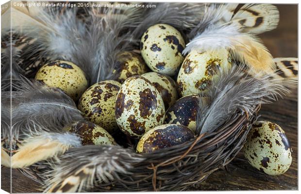 Eggs in the nest Canvas Print by Beata Aldridge