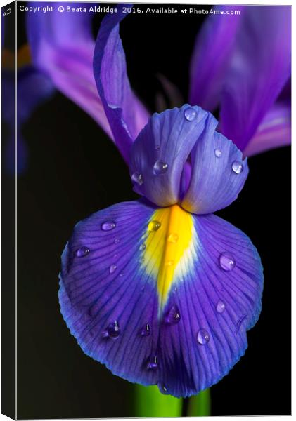 Iris flower Canvas Print by Beata Aldridge