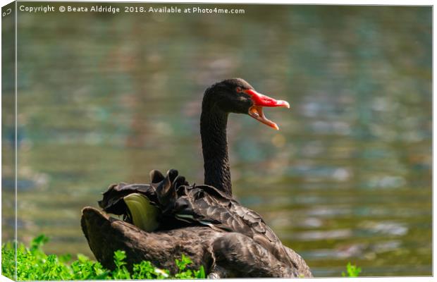 Black swan Canvas Print by Beata Aldridge