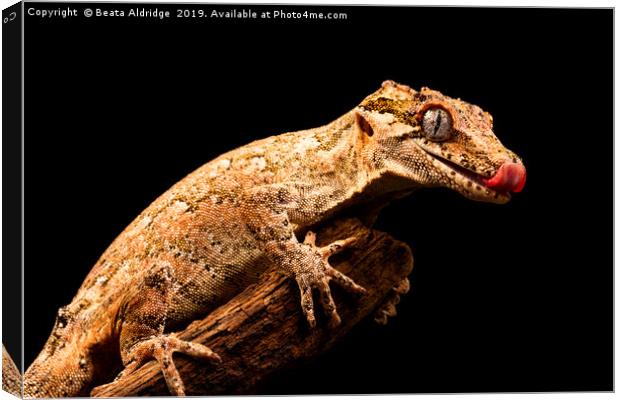 Gargoyle gecko (Rhacodactylus auriculatus) Canvas Print by Beata Aldridge