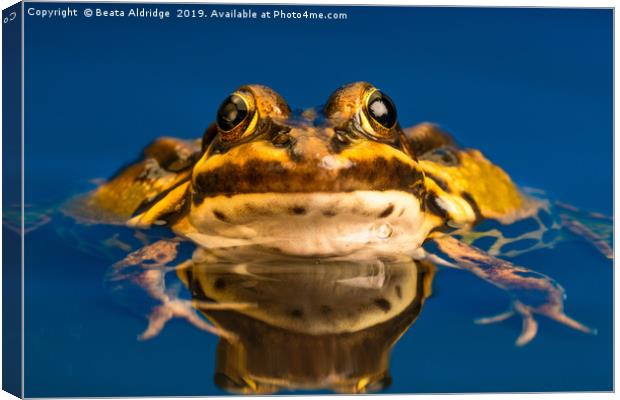 Common European frog (Pelophylax kl. esculentus) Canvas Print by Beata Aldridge