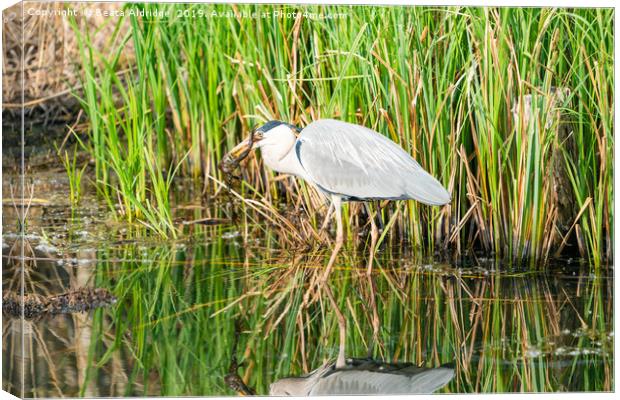 Heron's lunch Canvas Print by Beata Aldridge