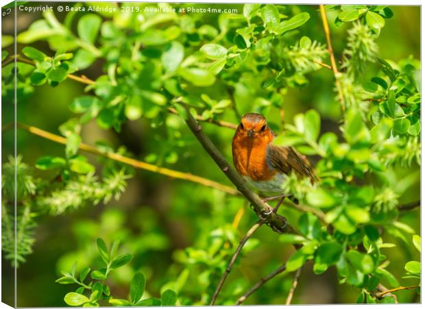 Robin (Erithacus rubecula) Canvas Print by Beata Aldridge