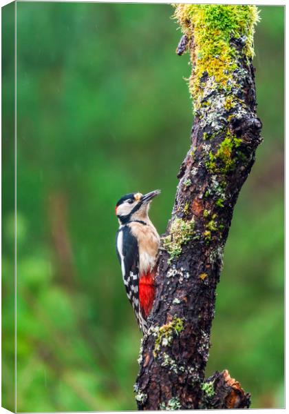 Great spotted woodpecker (Dendrocopos major Canvas Print by Beata Aldridge