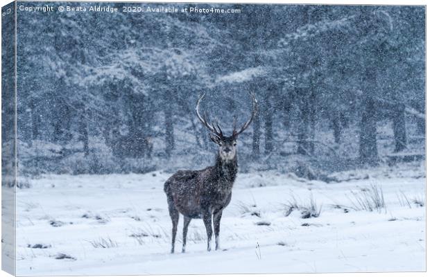 Scottish red deer (Cervus elaphus) Canvas Print by Beata Aldridge