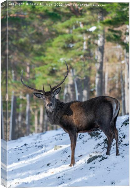 Scottish red deer stag (Cervus elaphus) Canvas Print by Beata Aldridge