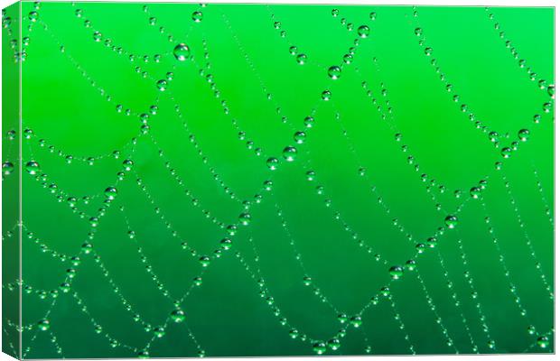 Spider web jewells Canvas Print by Beata Aldridge