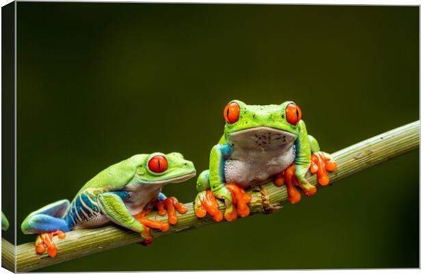 Red-eyed tree frogs Canvas Print by Beata Aldridge