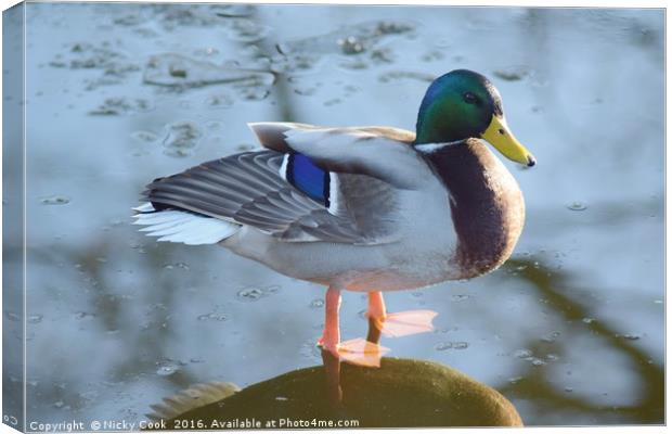 ON THIN ICE Canvas Print by Nicky Cook