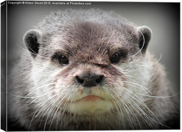  Beautiful young female otter Canvas Print by Alison Stuart