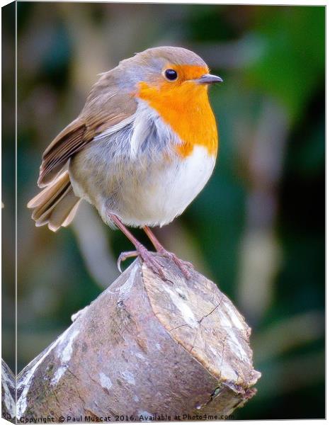Robin Redbreast Canvas Print by Paul Muscat