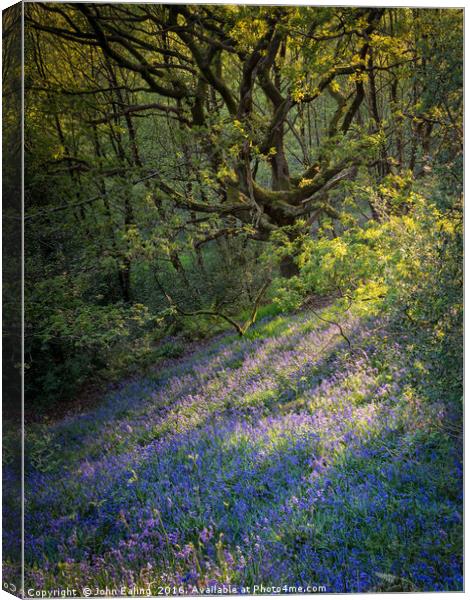 Bluebell Wood Canvas Print by John Ealing