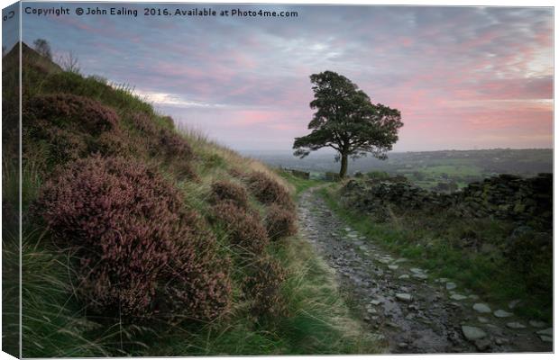 One tree hill Canvas Print by John Ealing
