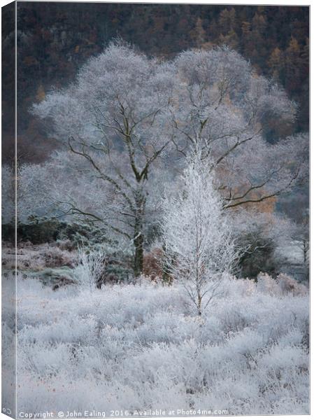 Frostbite Canvas Print by John Ealing