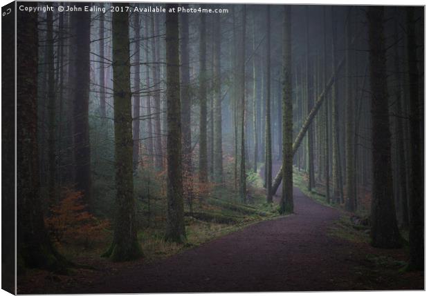Into the woods Canvas Print by John Ealing