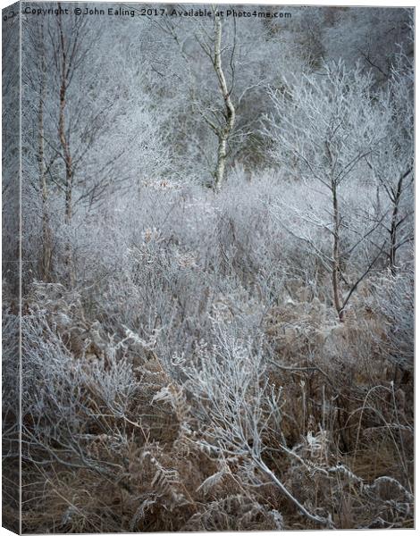 Iced woodland Canvas Print by John Ealing