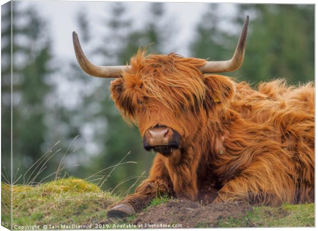 Windswept and Interesting Canvas Print by Iain MacDiarmid