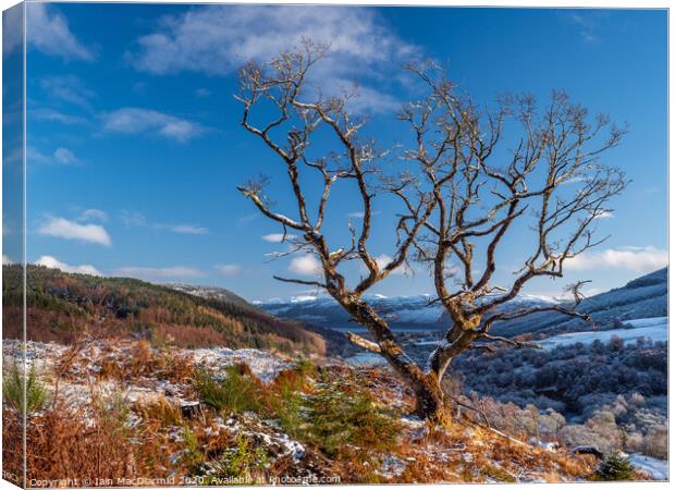 First Taste of Winter Canvas Print by Iain MacDiarmid