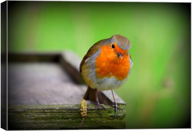 Red Robin Canvas Print by Terry Hunt