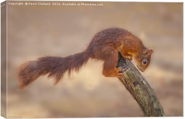 Naughty Squirrel Canvas Print by Kevin Clelland