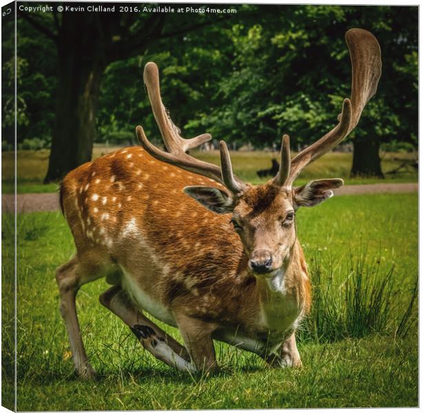 Roe Deer Canvas Print by Kevin Clelland
