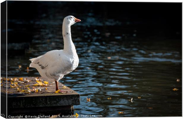 Goose Admiring the View Canvas Print by Kevin Clelland