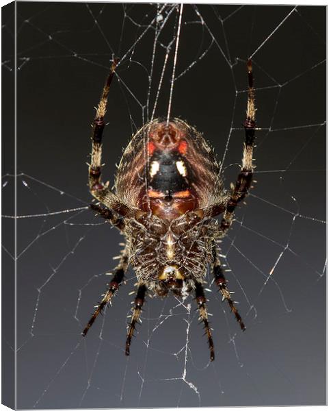  Orb Weaver Canvas Print by Shawn Jeffries