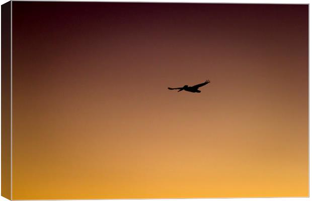  Pelican in Sihlouette  Canvas Print by Shawn Jeffries