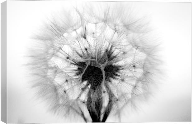  Dandelion in Mono Canvas Print by Shawn Jeffries