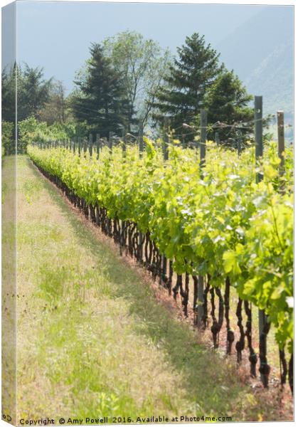 Vineyard Canvas Print by Amy Powell
