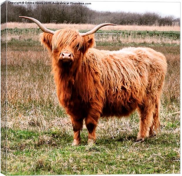  Highland cattle in stance Canvas Print by Emma Healy