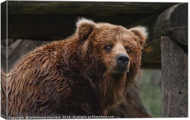 Brown Bear Canvas Print by Wilhelmina Hayward