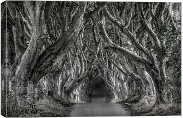 The dark hedges in black and white Canvas Print by HQ Photo