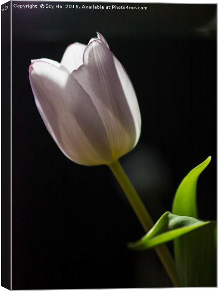 Morning Tulip Canvas Print by Icy Ho