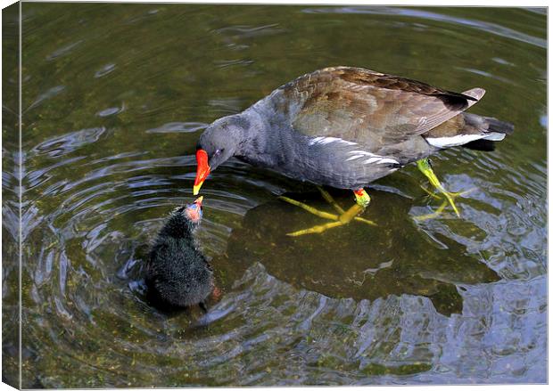  Loving Mother Moorhen Canvas Print by David Chennell