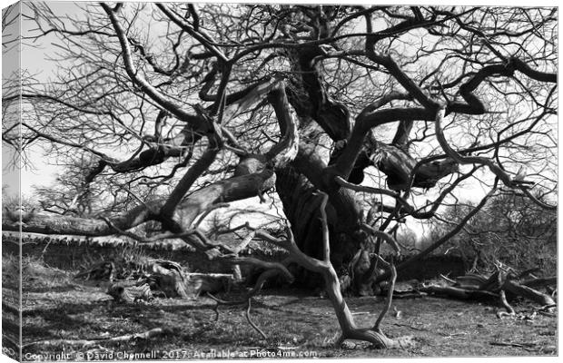 Tree Of Life Canvas Print by David Chennell