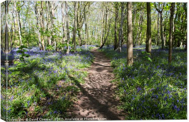 Pathway Through Bluebell Wood Canvas Print by David Chennell