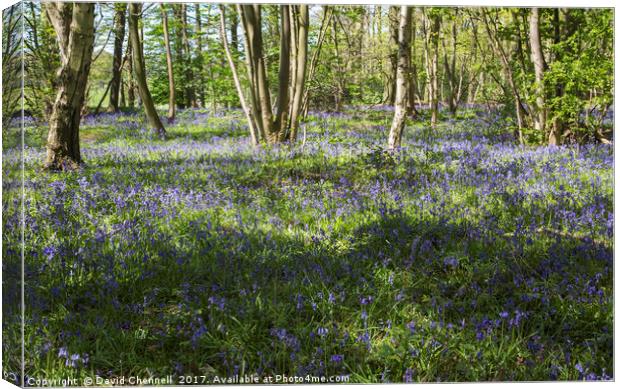 Burton Mere Bluebell Wood  Canvas Print by David Chennell