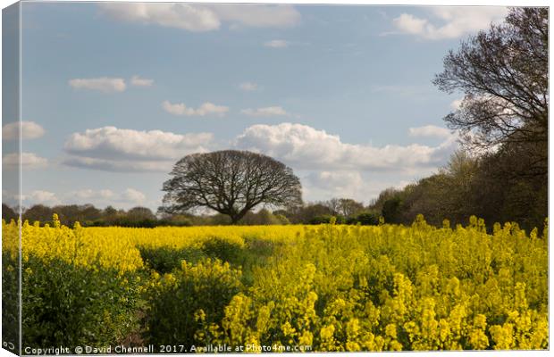 Brimstage Rapeseed Field  Canvas Print by David Chennell