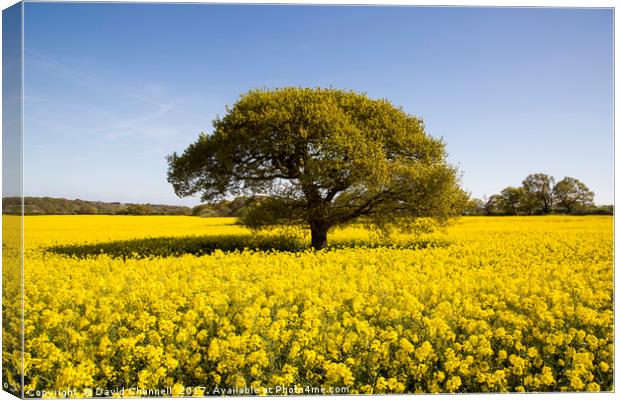 Landican Rapeseed Beauty  Canvas Print by David Chennell