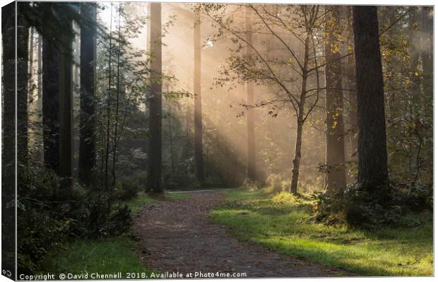 Forest Sunshine   Canvas Print by David Chennell