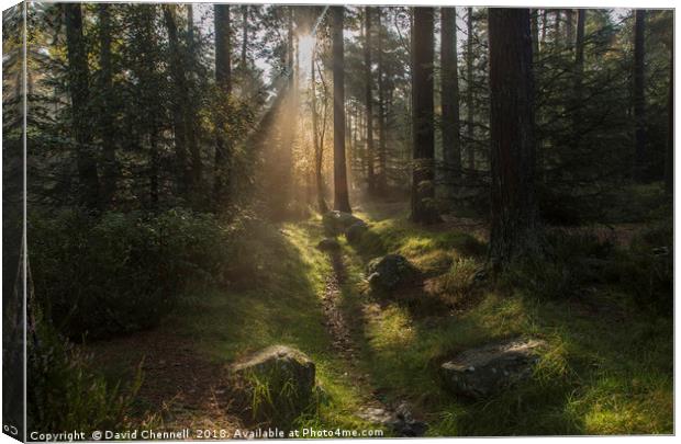 Forest Sunshine    Canvas Print by David Chennell