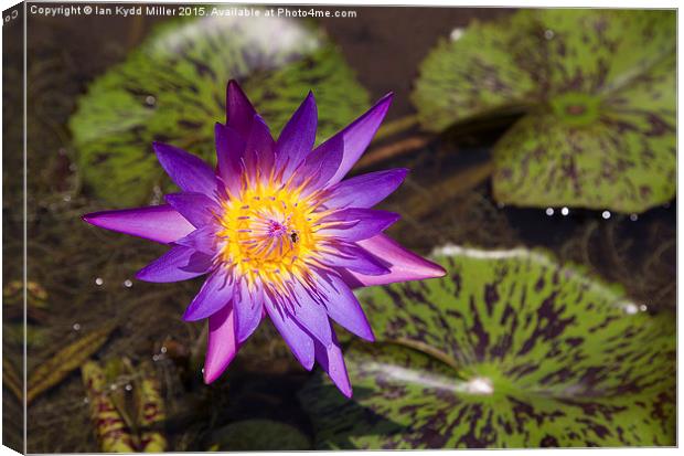  Purple Lotus Flower, Cambodia Canvas Print by Ian Kydd Miller