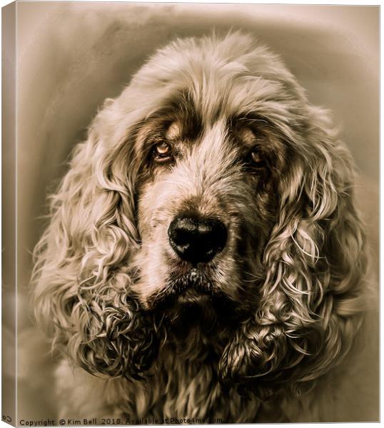 Bailey Canvas Print by Kim Bell