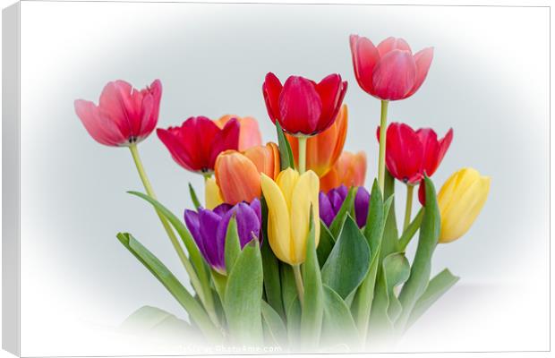 Tulips Canvas Print by Kim Bell