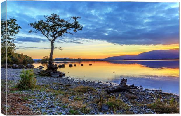 Lone Tree: Milarrochy Bay, Loch Lomond Canvas Print by Miles Gray