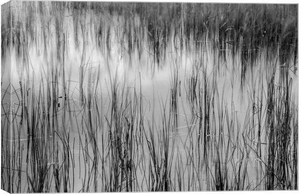 Reed reflections Canvas Print by Phil Moore