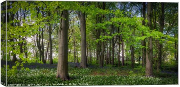 Bluebell Wood  Canvas Print by Ray Pritchard