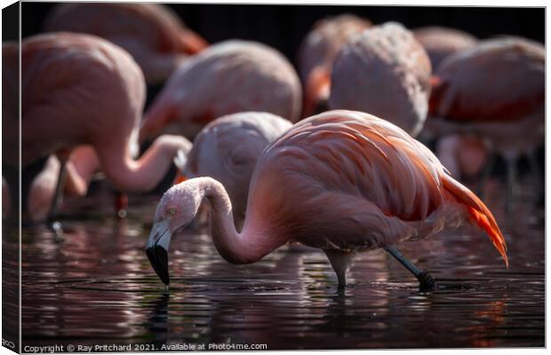 Flamingo Canvas Print by Ray Pritchard